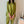 Green Pleated Set